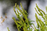 Ragweed erkennt man an den hohen, langen, geblichen Blütenstände. Wer Ragweed entdeckt, sollte es melden (ragweedfinder.at). 