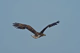 Der Seeadler wurde vom WWF mit einem Sender versehen, um wichtige Erkenntnisse für den Schutz des österreichischen Wappentiers zu erhalten.