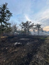 Waldbrand Gänserndorf