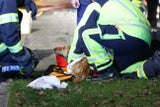 Hund Jauchegrube Steinerkirchen