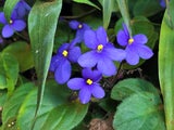 Diese geheimen Blumen-Botschaften zum Valentinstag sollten Sie kennen