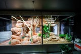 Giftschlange Haus des Meeres