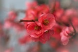 Diese geheimen Blumen-Botschaften zum Valentinstag sollten Sie kennen