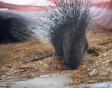 Stachelschwein