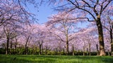 Nicht nur in Japan: Die schönsten Spots für die Kirschblüte weltweit