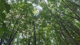paragleiter baum