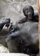 Gorilla Schmiding