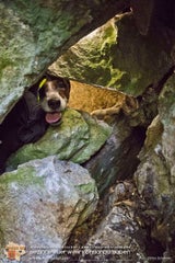 Hund "Spotty" nach zwei Tagen aus Felshöhle gerettet