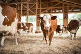 "FAIRHOF"&nbsp; für Fairness in der konventionellen Landwirtschaft