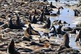 Hunderte Seelöwen besetzen Strand in Kalifornien