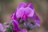 Diese geheimen Blumen-Botschaften zum Valentinstag sollten Sie kennen