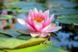Seerose