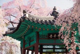 Nicht nur in Japan: Die schönsten Spots für die Kirschblüte weltweit