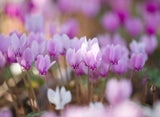 Diese geheimen Blumen-Botschaften zum Valentinstag sollten Sie kennen