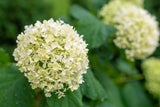 Hydrangea paniculata hat meist weiße oder cremefarbene Blüten und ist besonders robust.