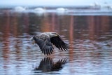 Waldviertel ist Seeadler-Hotspot