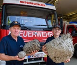 Wespen-Einsätze
