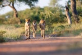 Von Tansania bis Ruanda: Die beste Reisezeit für die Afrika-Safari