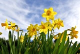 Mit diesen Frühblühern holen Sie Ihren Garten aus dem Winterschlaf