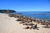 Hunderte Seelöwen besetzen Strand in Kalifornien