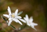 Diese geheimen Blumen-Botschaften zum Valentinstag sollten Sie kennen