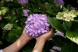 Hortensien verzaubern mit ihren schirmförmigen Blütenständen in wunderschönen Farben und sind im Sommer die Stars im Garten. Das dunkle Blattwerk bildet einen schönen Kontrast zu den pastelligen Blüten. 