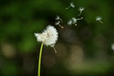Pollensaison startet: So bereiten Sie sich jetzt ideal vor