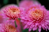Diese geheimen Blumen-Botschaften zum Valentinstag sollten Sie kennen