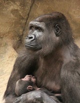 Gorilla Schmiding