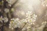 Pollensaison startet: So bereiten Sie sich jetzt ideal vor