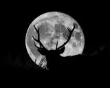 Bockmond