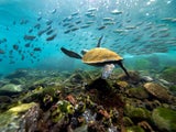 Galapagos. Ein Naturerlebnis der Sonderklasse wartet auf den Vulkaninseln vor der Küste Ecuadors. 