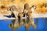 Von Tansania bis Ruanda: Die beste Reisezeit für die Afrika-Safari