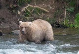 DIESES Land sucht jetzt den fettesten Braunbär