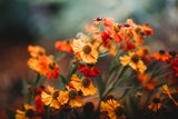 Helenium oder Sonnenbraut kommt ursprünglich aus der nordamerikanischen Prärie und punktet mit großen Blüten. 
