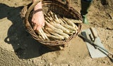 Spargelzeit 2025: Wann beginnt eigentlich die Spargel-Saison?