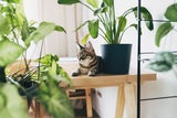 Besser als jede Klimaanlage: Diese Pflanzen sollte jeder zuhause haben