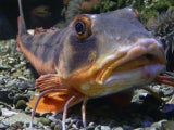 Knurrhahn