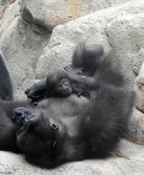 Gorilla Schmiding