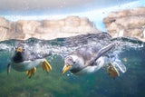 Abkühlung in Wien: Die besten Orte, um der Sommerhitze zu entfliehen