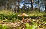 Der grünen Knollenblätterpilz wird mit dem grünen Täubling verwechselt 