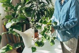 Besser als jede Klimaanlage: Diese Pflanzen sollte jeder zuhause haben