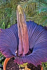penisblume