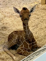 giraffe