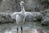 Flauschiger Nachwuchs im Tiergarten Schönbrunn