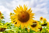 Diese geheimen Blumen-Botschaften zum Valentinstag sollten Sie kennen