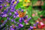 Wegen seines süßen Nektars zieht Lavendel Schmetterlinge an, Ameisen, Blattläuse und Wespen werden davon hingegen verscheucht.  