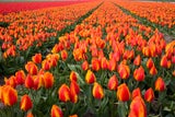 Achtung: Warum Sie jetzt noch keine Tulpen kaufen sollten