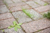 Statt Chemiekeule: Mit diesen Hausmitteln sagen Sie Unkraut den Kampf an