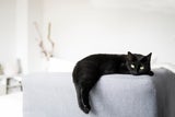 Mythos oder Wahrheit: Ist Freitag der 13. wirklich ein Unglückstag?